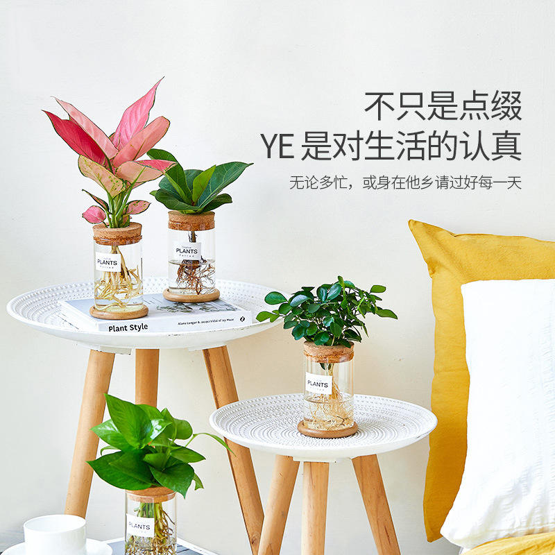 Mini desk plants - Image 3